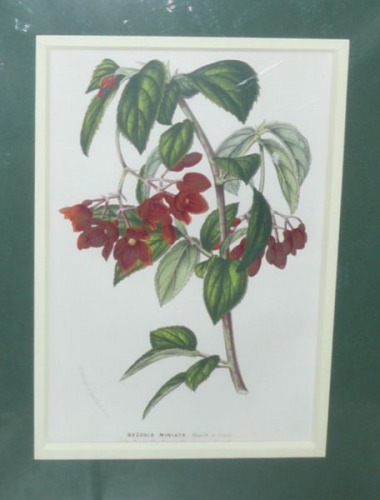 Van Houtte - Begonia Miniata